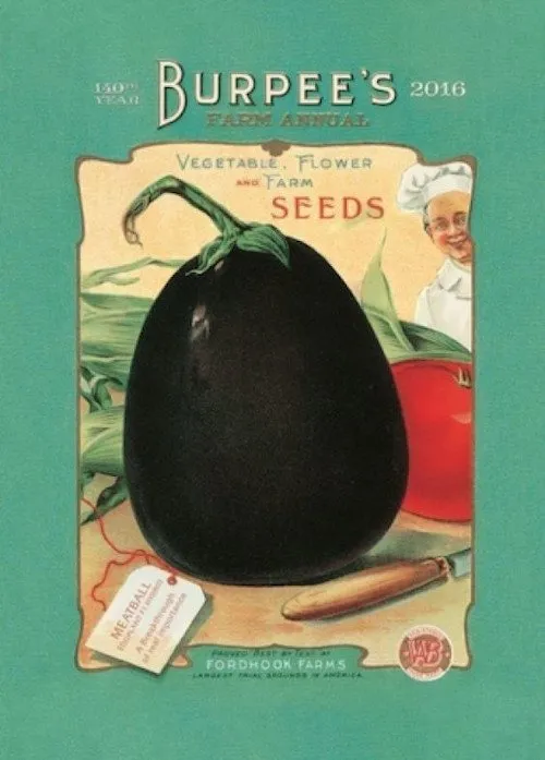 ancien sachet de semences d'aubergine de la firme Burpee