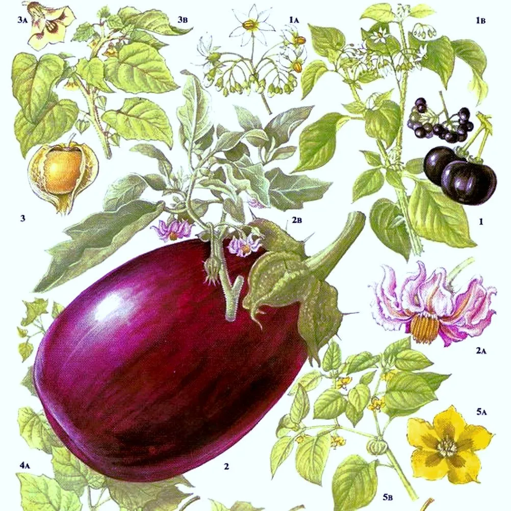 représentation ancienne d'une aubergine dessiner sur une planche.