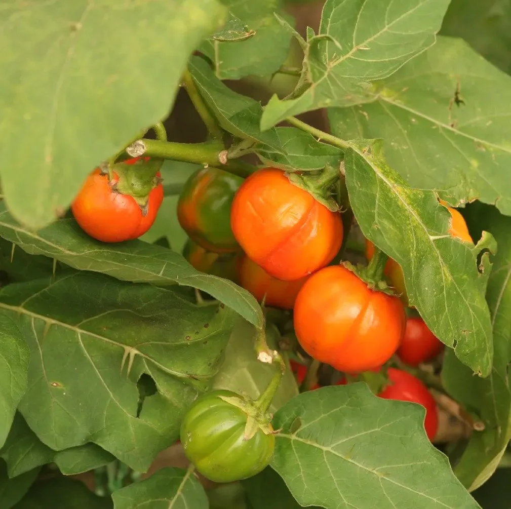 des fruits d'aubergine africaines sur le pieds, ils sont oranges et nombreux