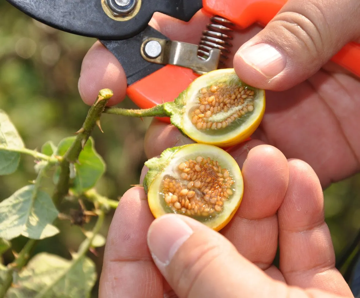 le fruit d'une aubergine sauvage coupé en deux dans les main d'un jardinier avec son sécateur