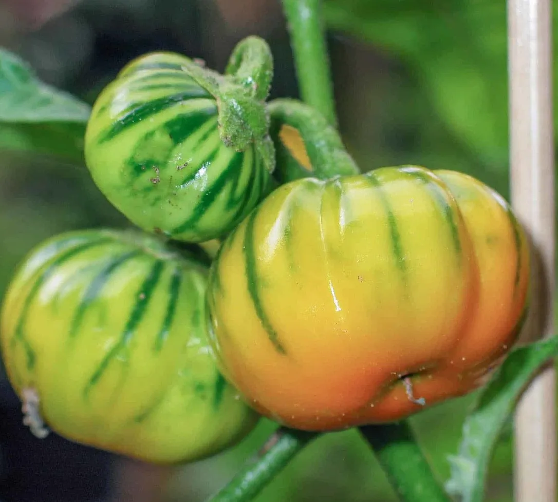 trois fruit d'aubergine thailandaise acroché au pied, ils sont vert et striés