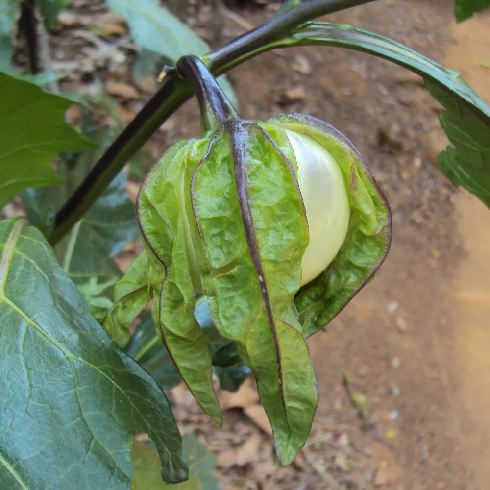 un fruit d'aubergine africaine amère sur le pied, on voit le fruit blanc dans un calice vert