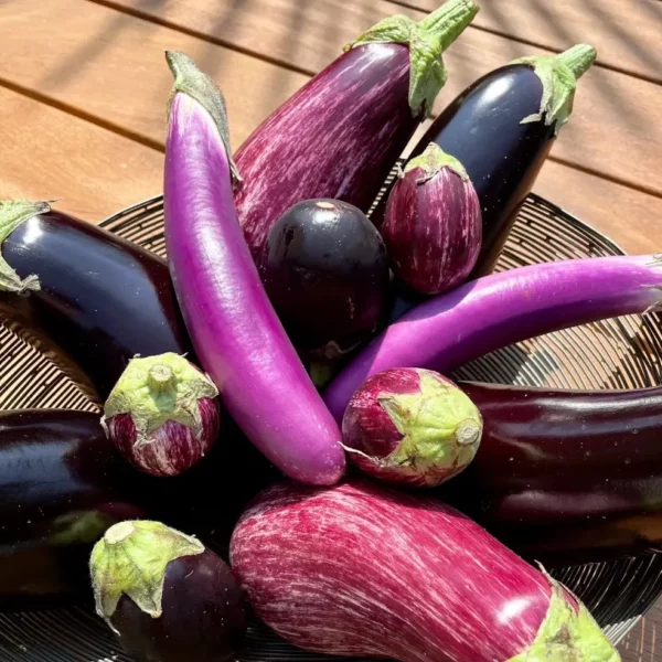 plusieurs aubergines de différentes tailles et couleurs sur une table en bois