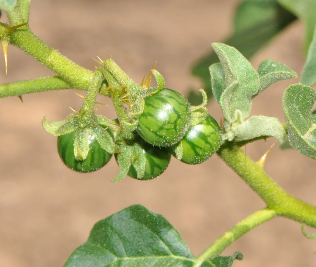 on voit une grappe de quatre fruits verts de la taille d'une cerises accroché à la plante, ils sont striés