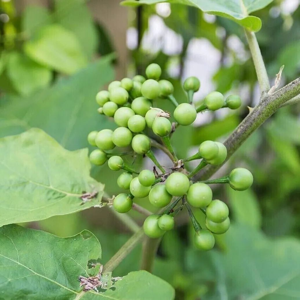 on voit une grappe de fruit d'aubergine épineuse, ils sont vert et sont encore accrochés à la plante