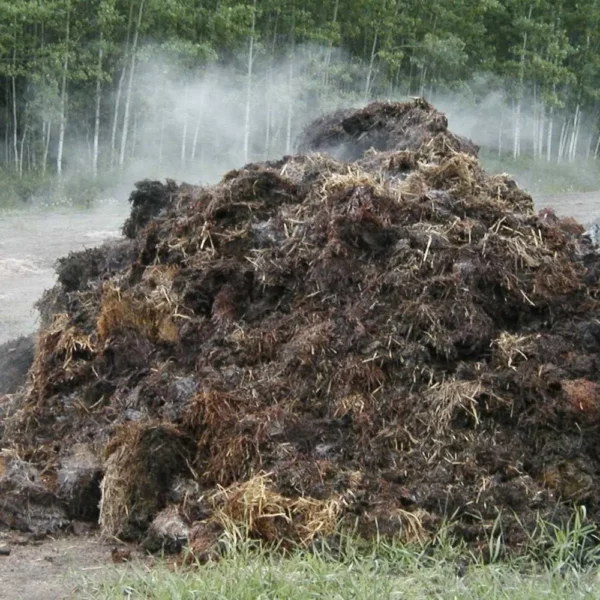 un bon gros tas de fumier de vache fumant