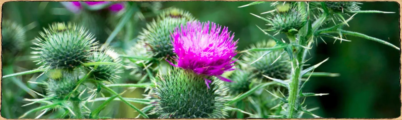 Une photo de chardon, on aperçoit plusieurs fleurs ainsi que des boutons floraux.