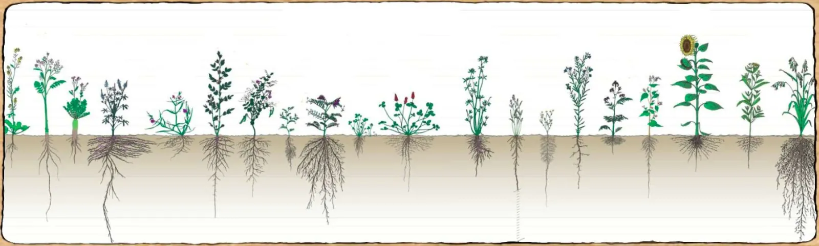 Une coupe de plante dans le sol, on aperçoit le système racinaire de différentes espèces