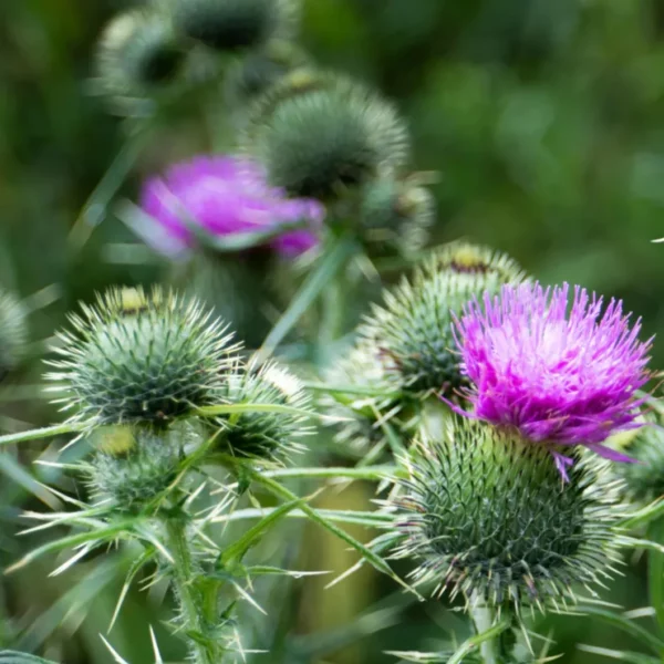 une image de chardon, avec de belles fleurs violettes et des boutons de fleurs pas encore ouvert