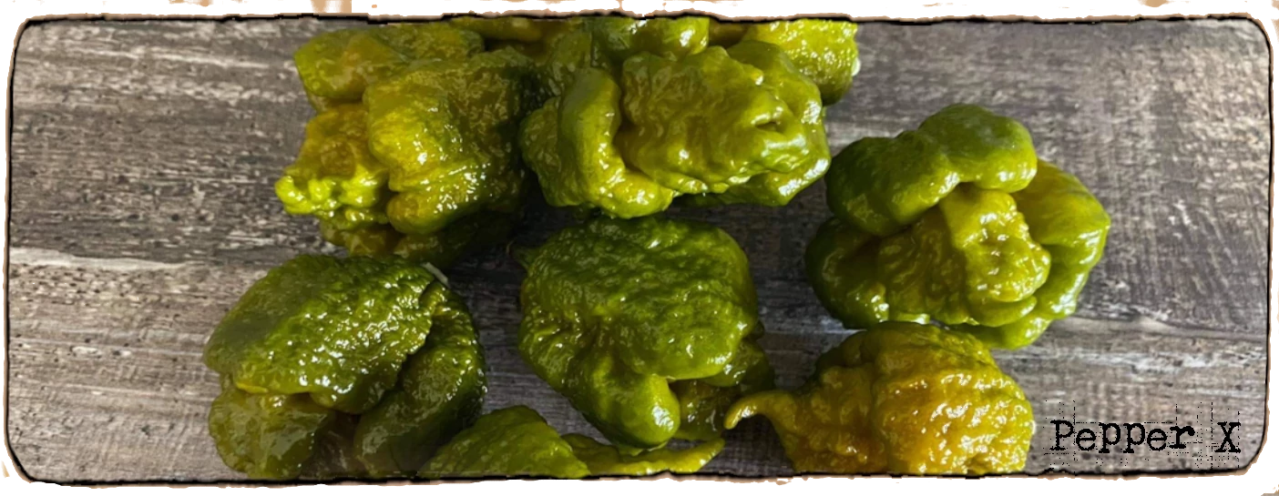 L'image montre un tas de piments verts, il sagit de la variété la plus forte du monde, les piments Pepper X