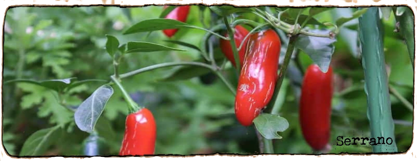 L'image montre trois petits piments serrano dans un pied avec du feuillage