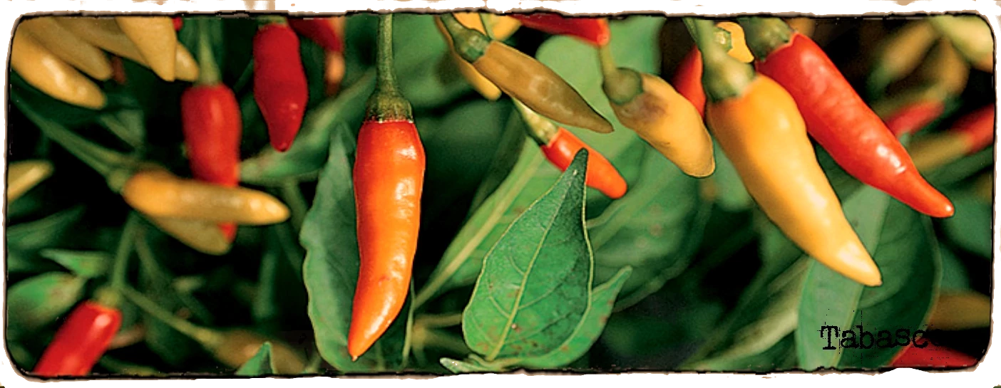 L'image montre des piments tabasco, ils sont à différents stades de maturité