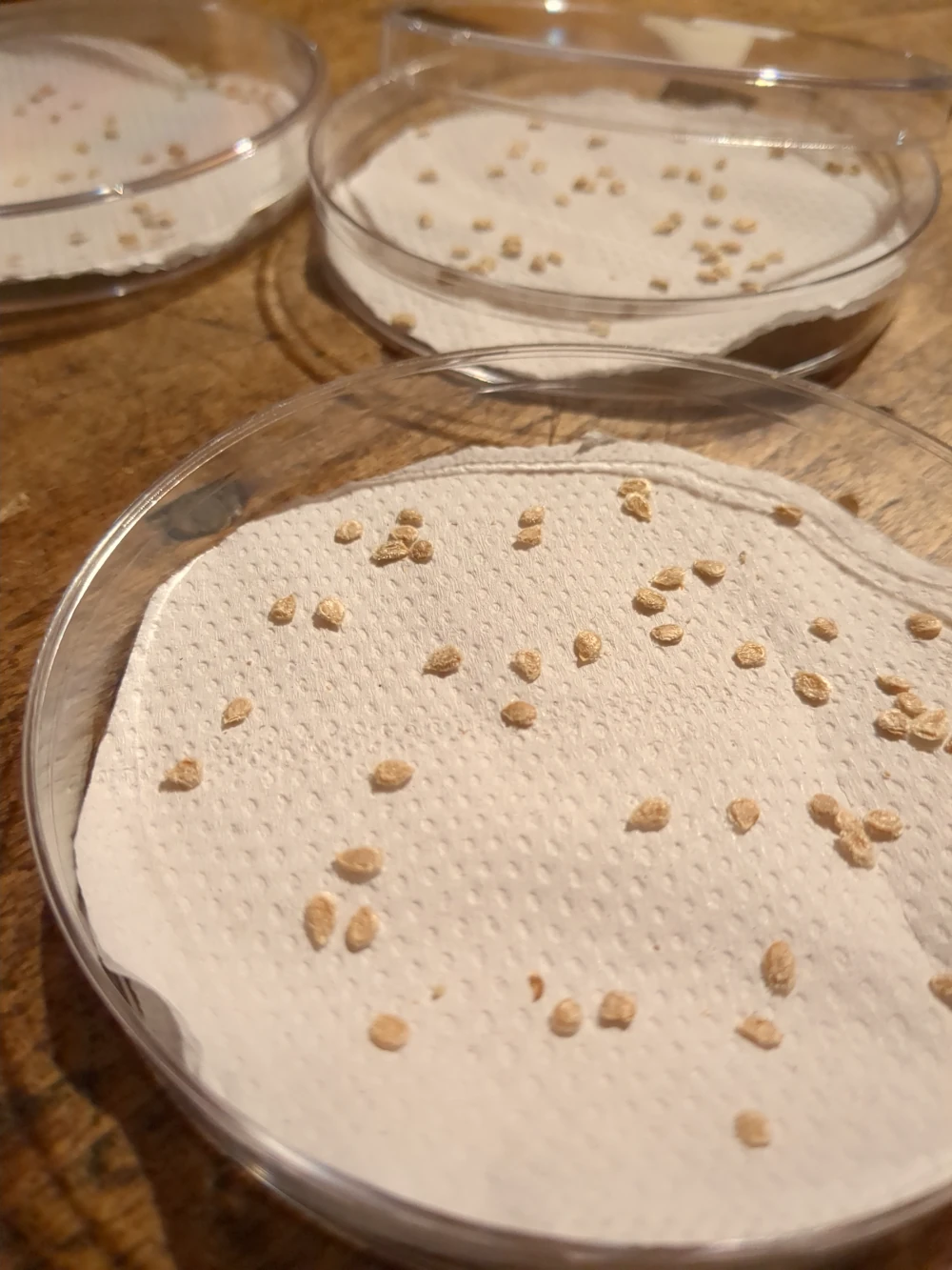des boites en verres qui contiennent des graines de tomates