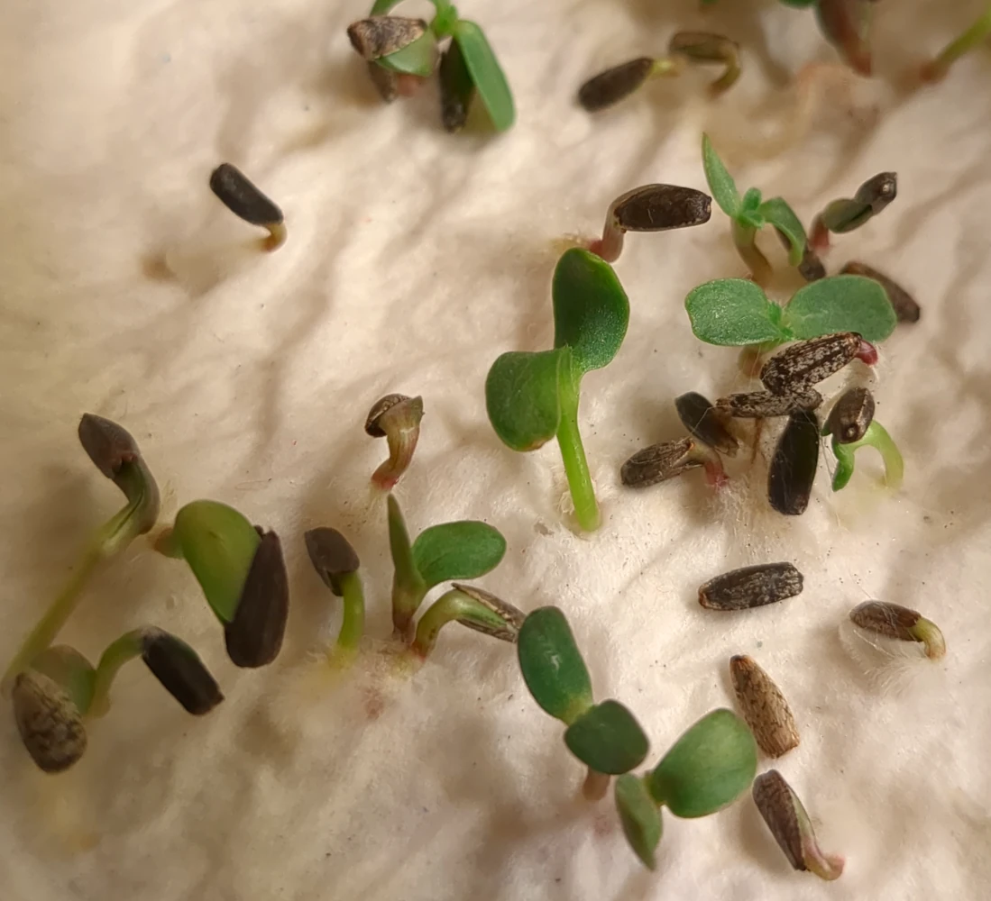 graines de tournesols qui germent en test