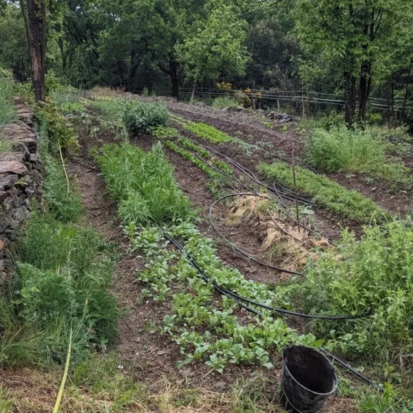 un jardin en pleine culture
