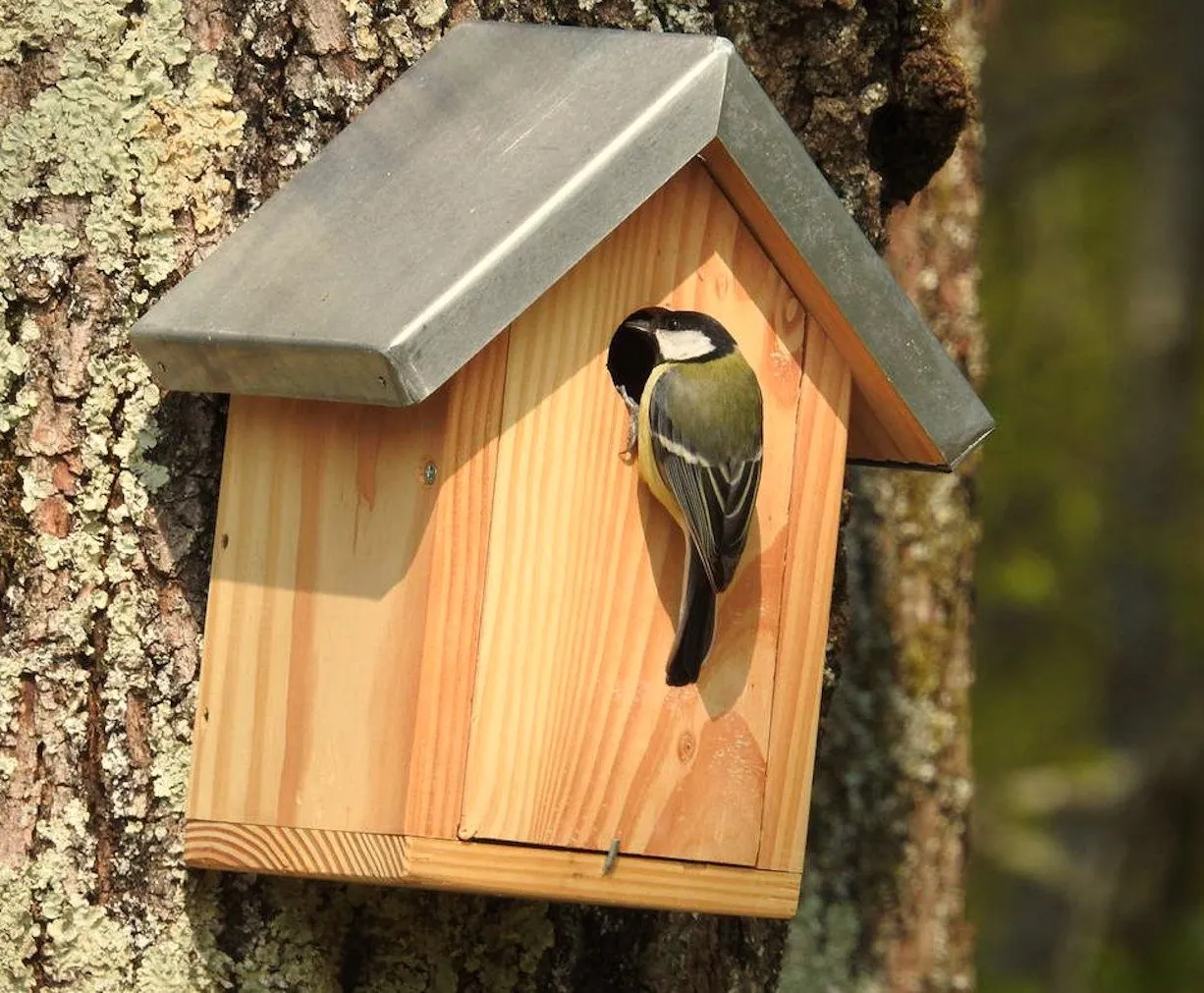 L'image montre un nichoir avec un oiseau