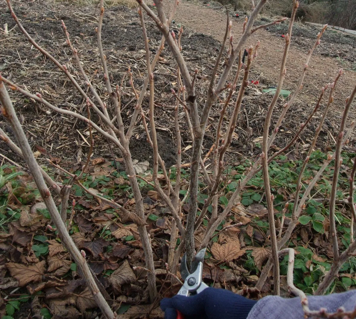 L'image montre un jardinier qui taille un fruitier