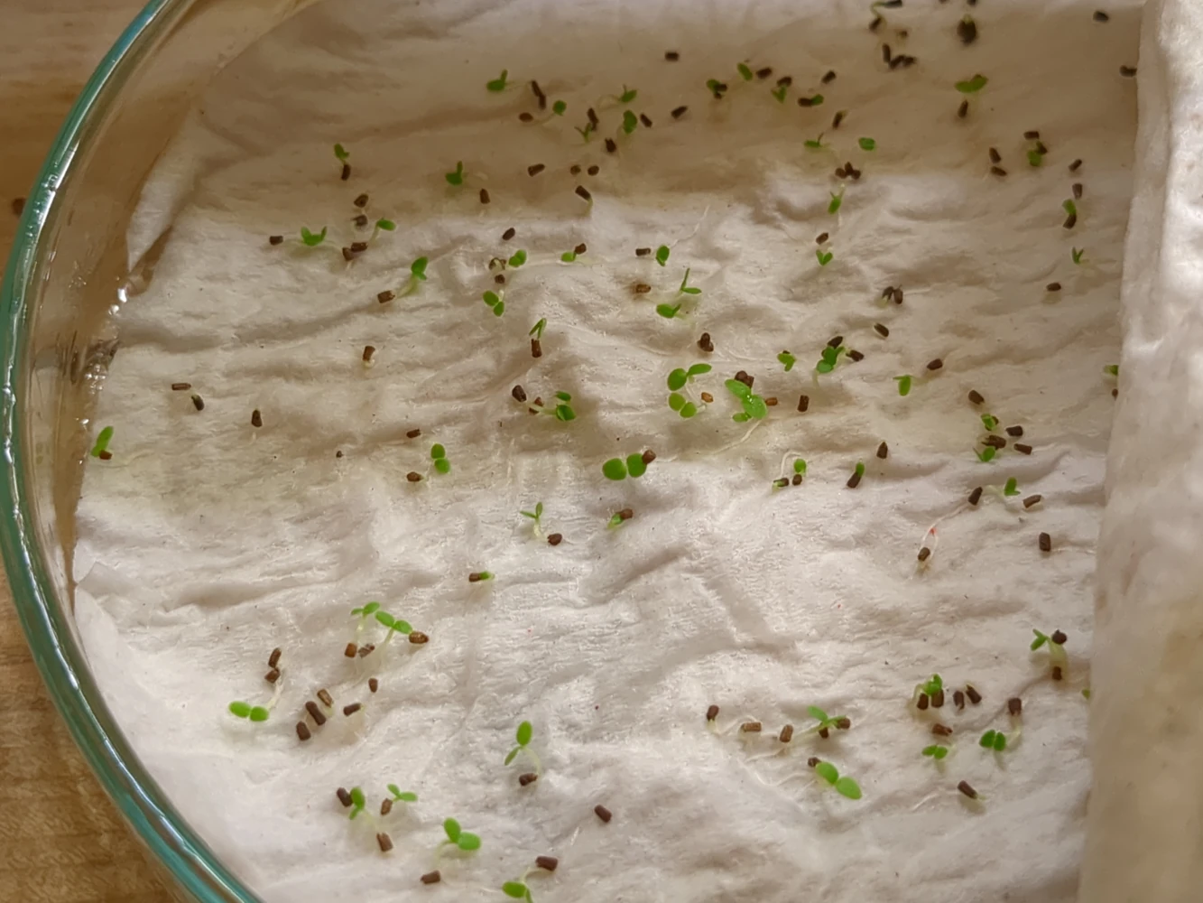 test de germination dans des boites de petri, ici des graines d'agastache qui germent