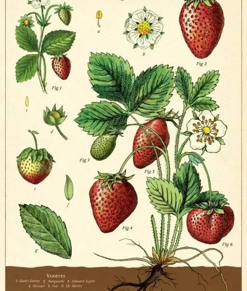 Une planche ancienne en couleurs de fraisier