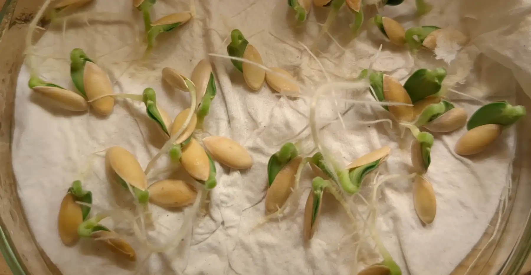 des graines de melon qui germent