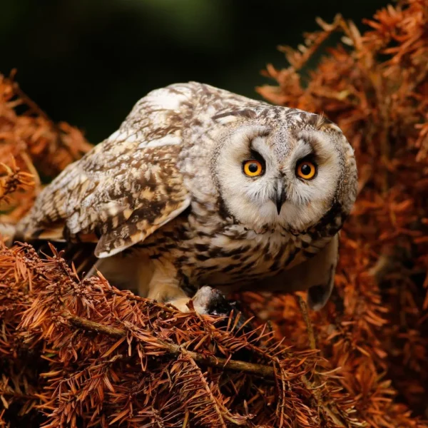 L'image montre un hibou dans les bois