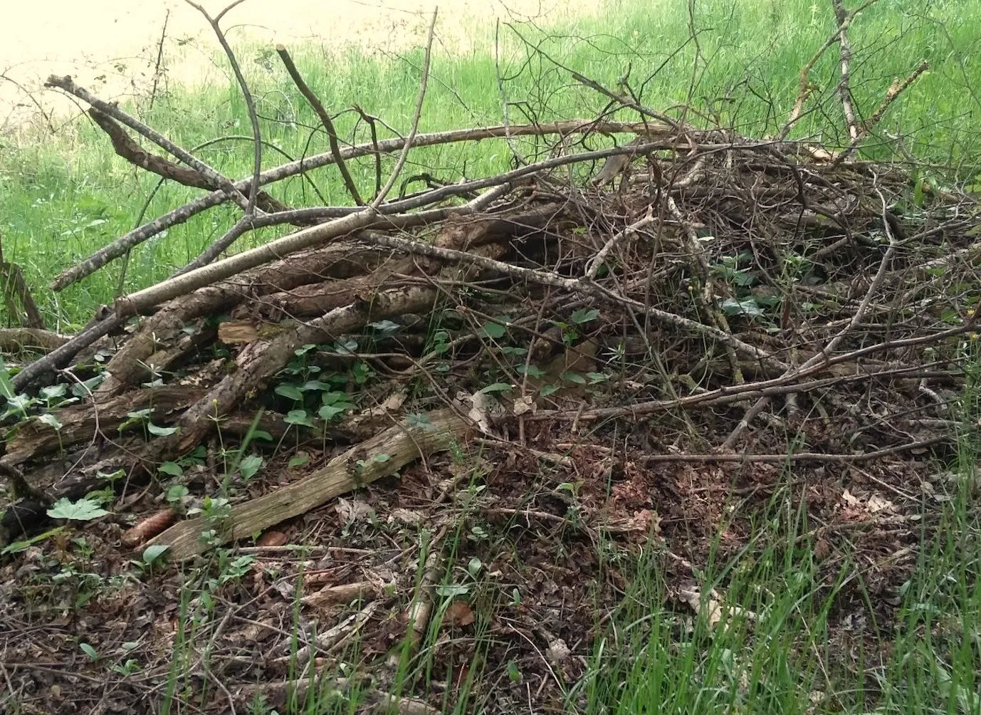 L'image montre un tas de branches par terre