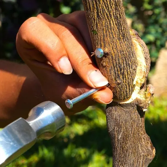 Une idée étrange , quelqu'un qui enfile des clous dans un arbre?