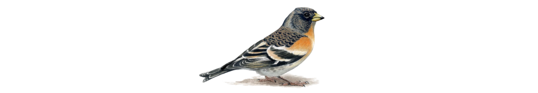 Un pinson des des arbres, la mascotte de Pensez Sauvage