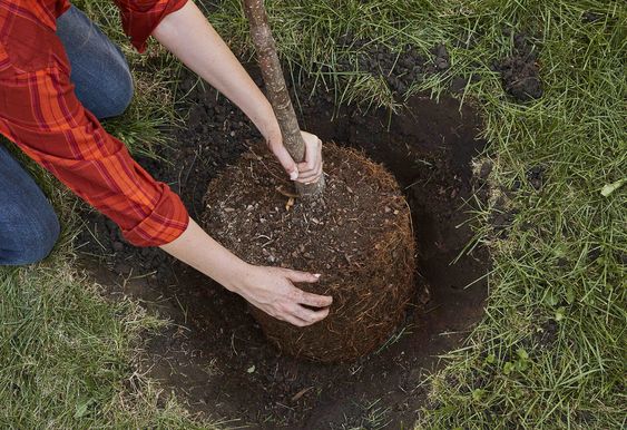 Quelqu'un qui plante un arbre dans un gros trou.... c'est une illustration ce n'est pas moi
