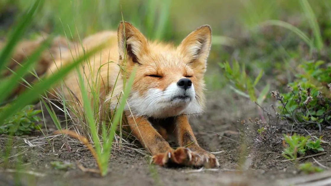 Un renard jeune qui s'étire! dans une prairie