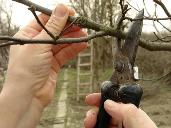 Quelqu'un qui coupe une branche afin de réaliser une taille d'arbre fruitier