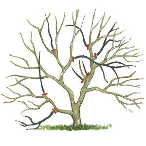 Un schema de la taille d'un arbre, avec des traits rouges pour montrer les différent points de coupe
