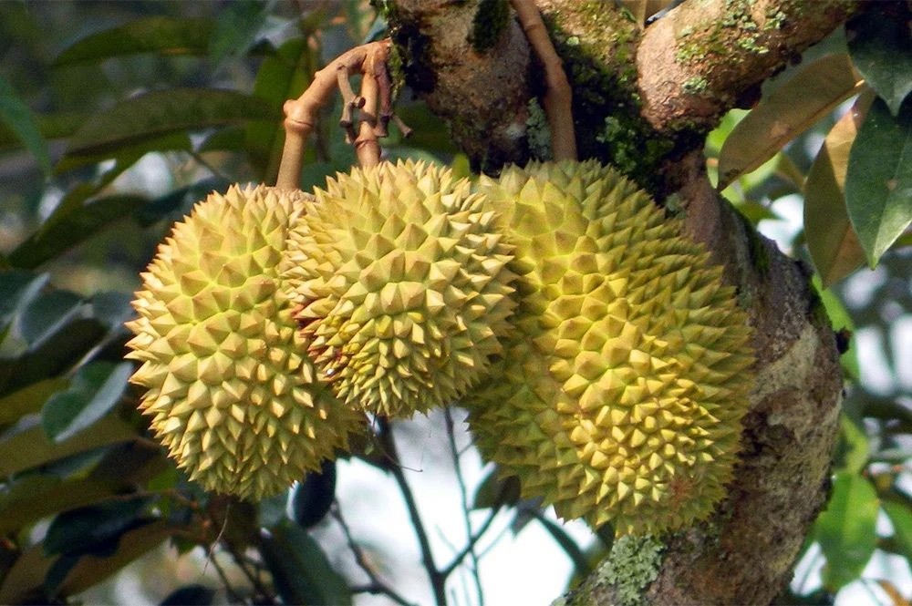 une grappe de durian