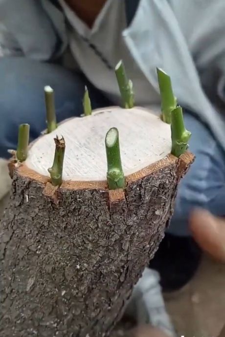 Une belle greffe en couronne sur un porte greffe fraichement coupé