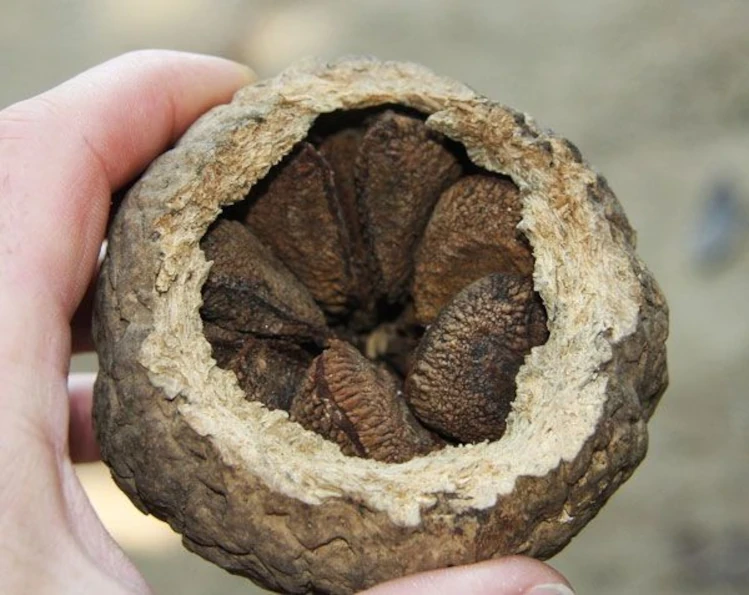 Un fruit qui contient des noix du brésil