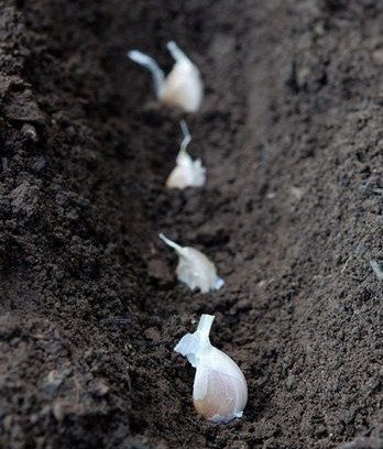 Des gousses d'ails dans un sillon de terre