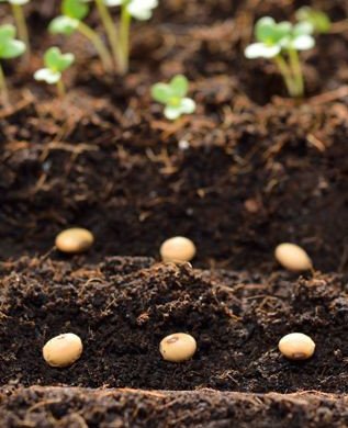 des petites graines dans un sillon de terre