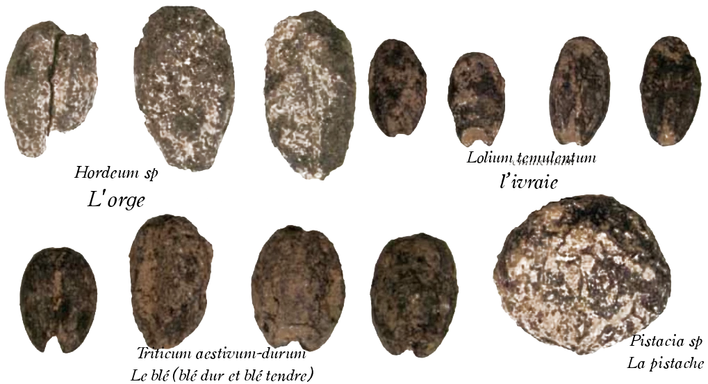 des graines fossilisé, des résidu carpologiques