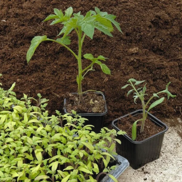 une plantation de tomate