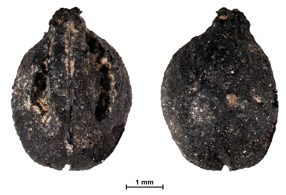 deux graines "carpo" de raisin