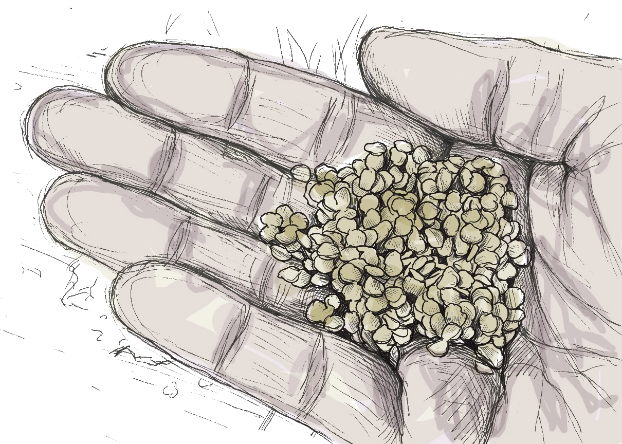 des graines de piment dans la main d'un type, c'est un dessin