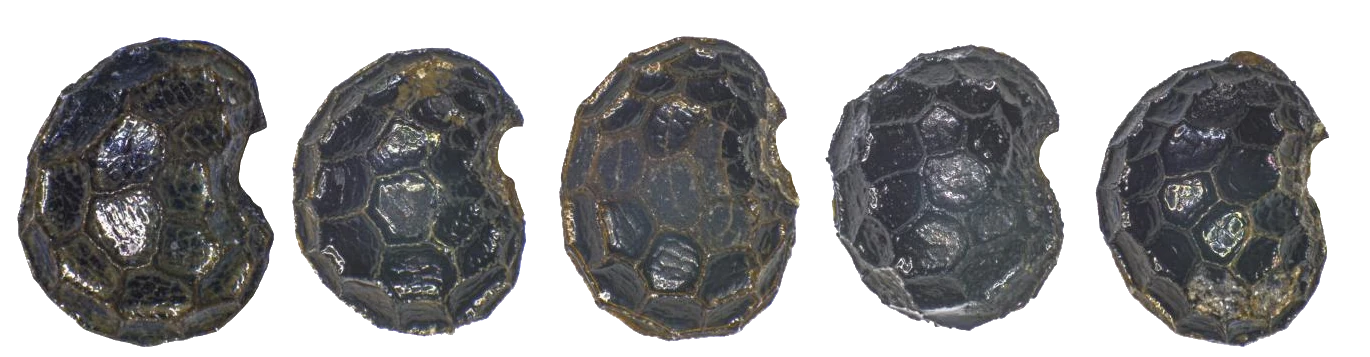 L'image montre des graines de pavots fossilisées