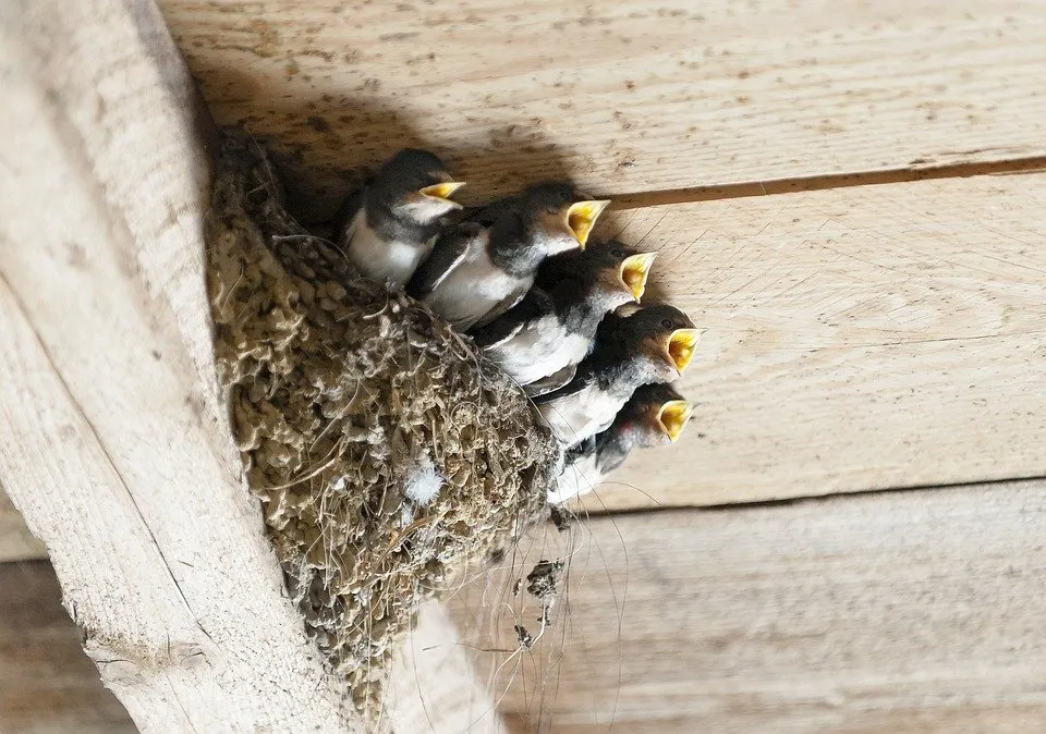 Une ribembelle d'hirondelle qui ont le bec ouvert