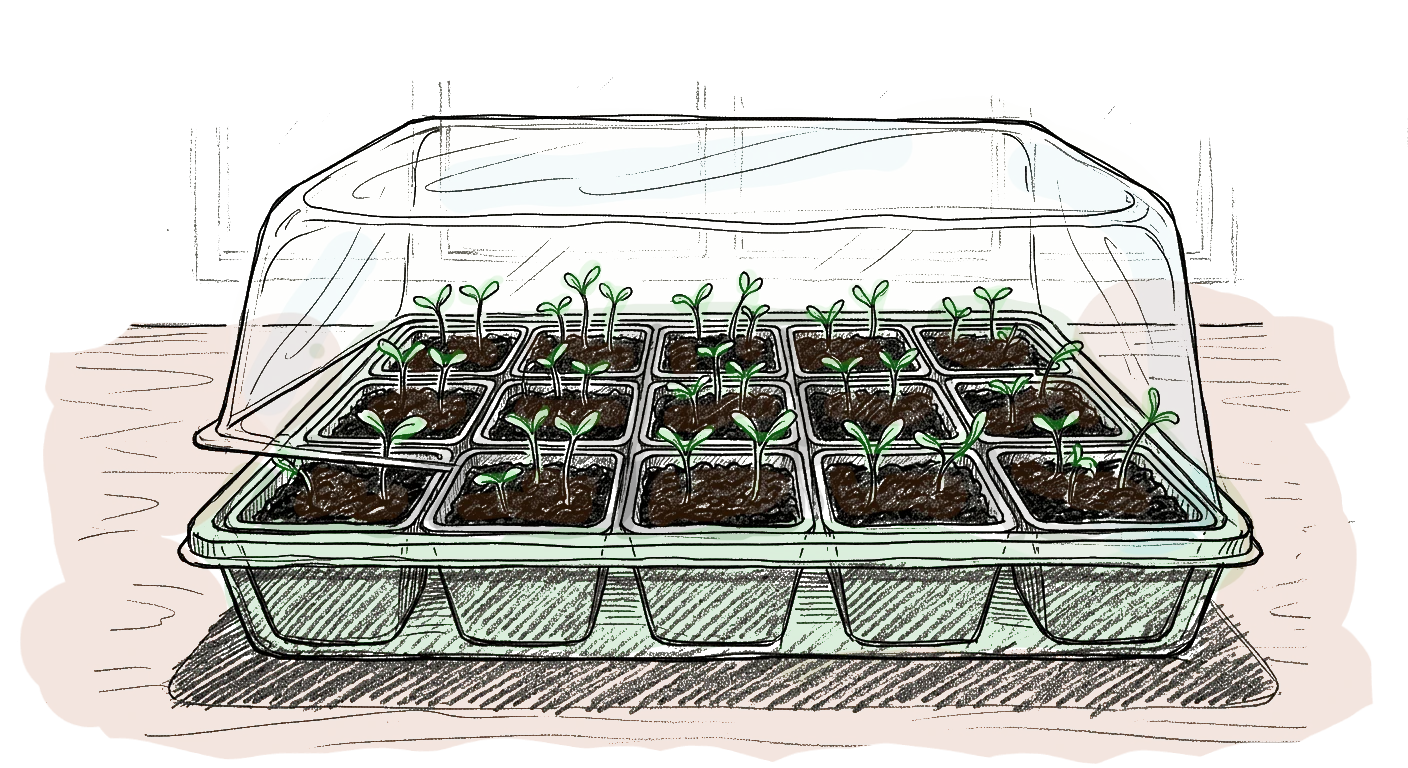 Dessin d'une mini serre rempli de godets et de plantules