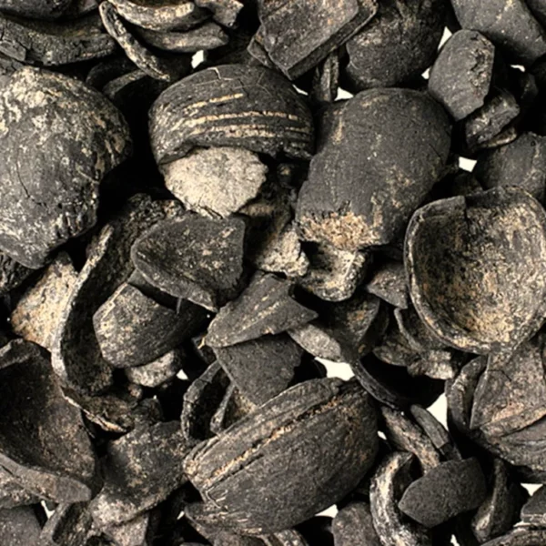 énormément de coque de noisettes fossilisées