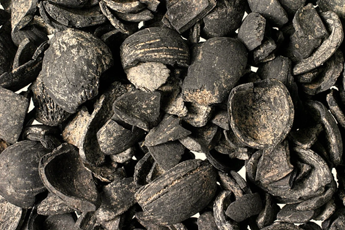 énormément de coque de noisettes fossilisées