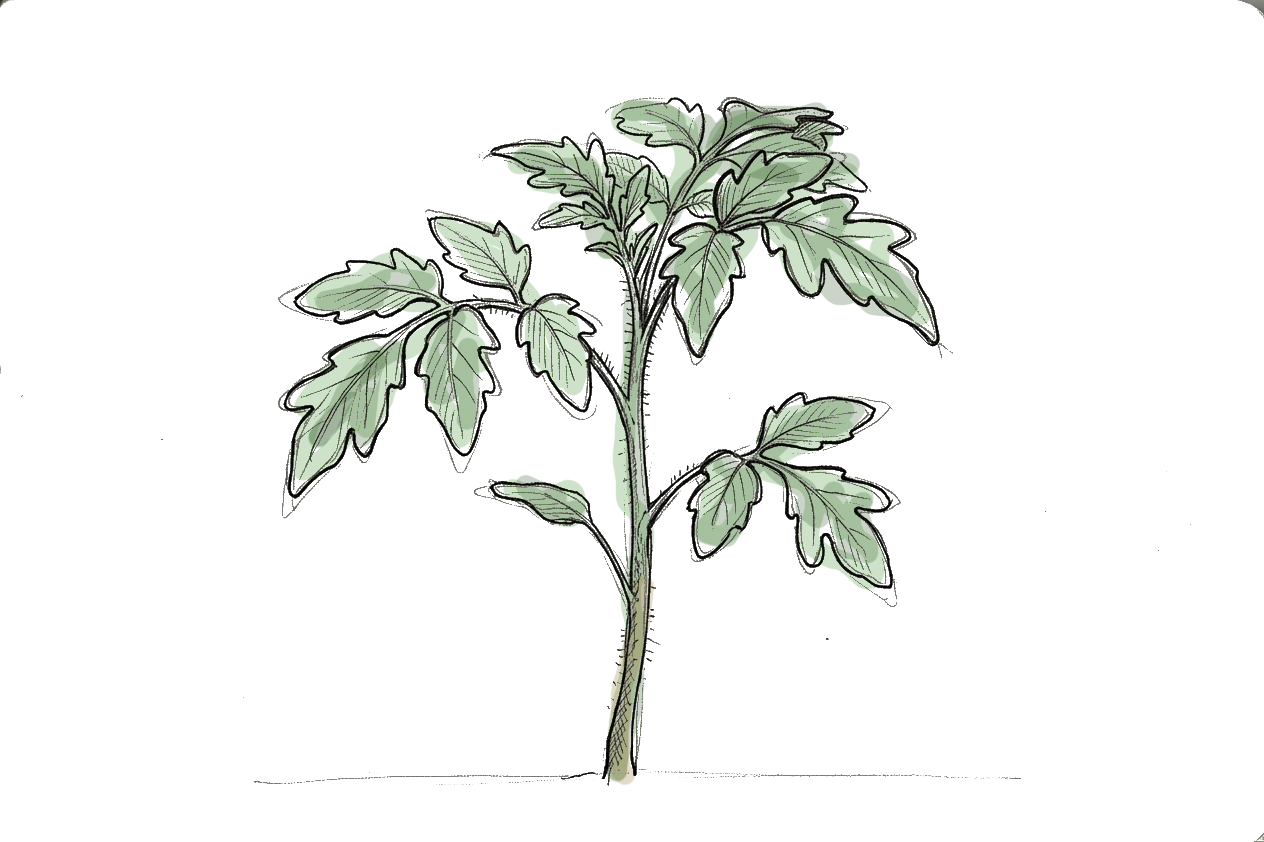 pied de tomate en dessin