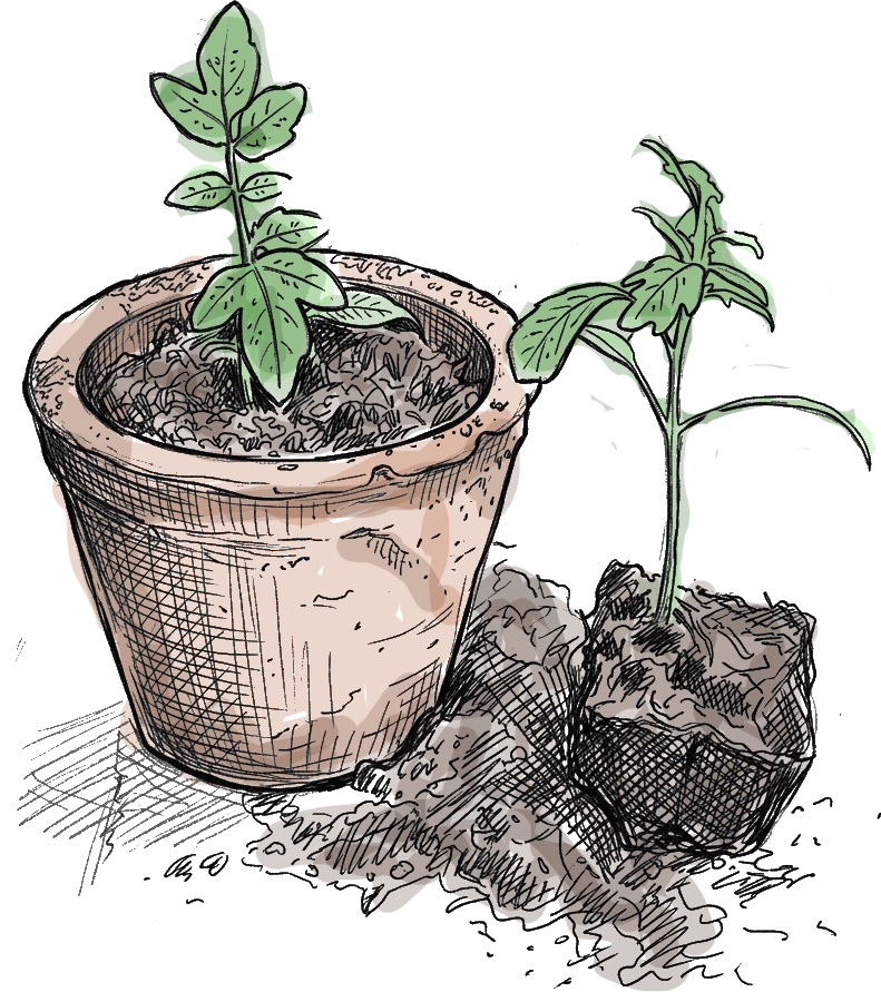 des beaux pieds de tomates, un en pot et l'autre en motte, c'est dessin