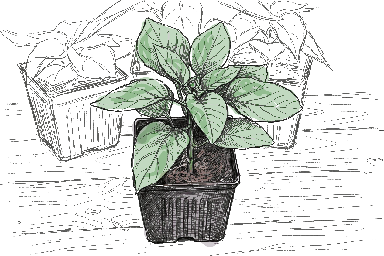 un dessin de plant de piment