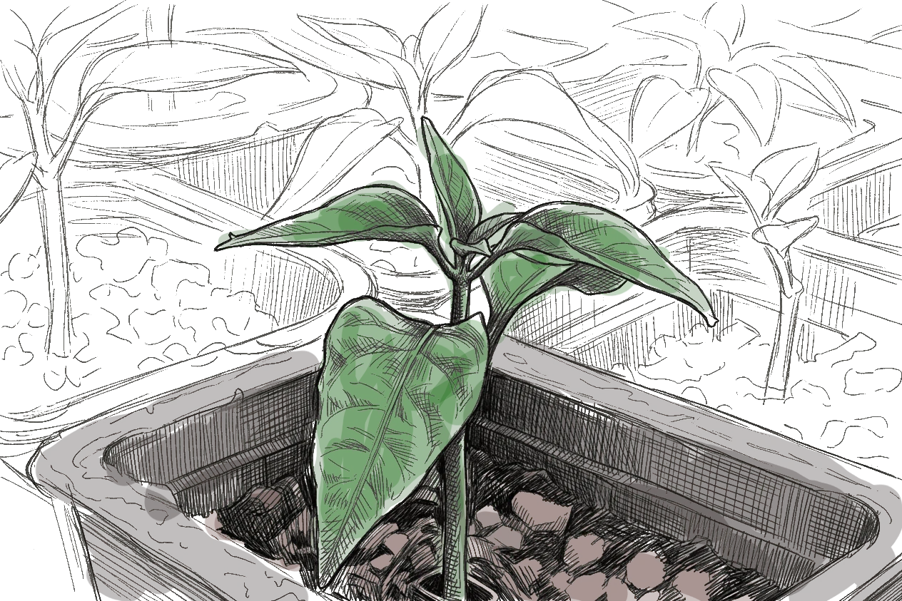 un dessin de plant de poivron